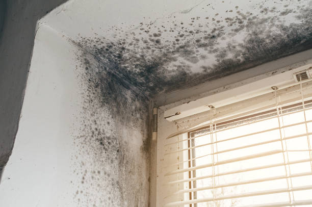Affordable Basement Mold Removal solutions in Harbor Springs, MI